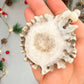 Polished Elk Antler Burr Ornament