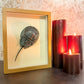 Bronze Patina'd Horseshoe Crab Molt - Gather Your Bones