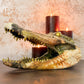 Dragon Themed Taxidermy Alligator Head (XL) - Gather Your Bones