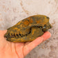 Rusted Patina'd Oppossum Skull - Gather Your Bones