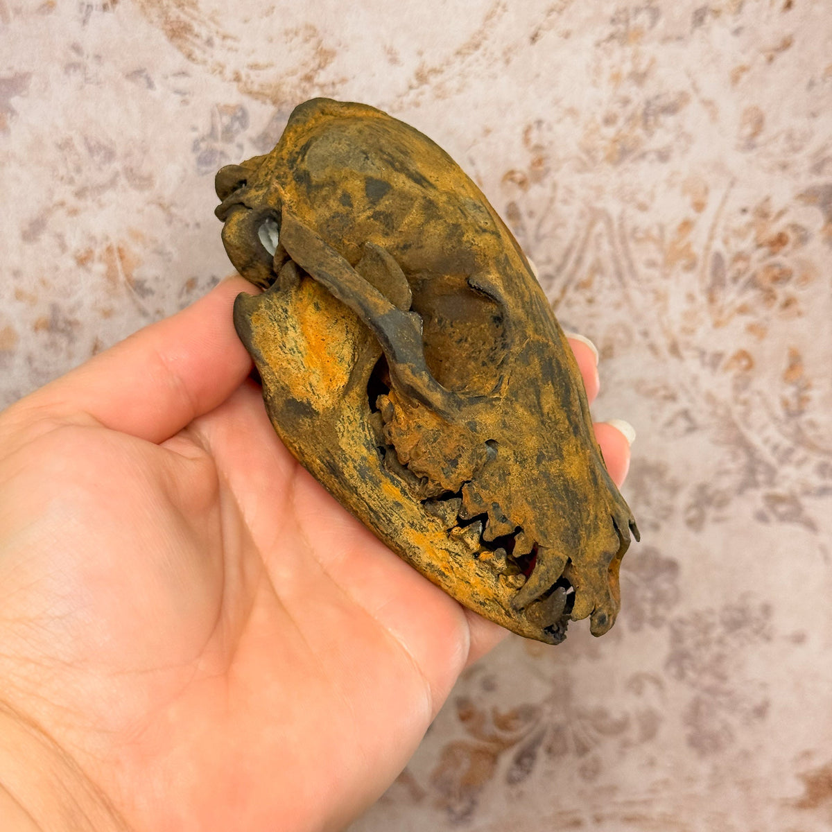 Rusted Patina'd Oppossum Skull - Gather Your Bones