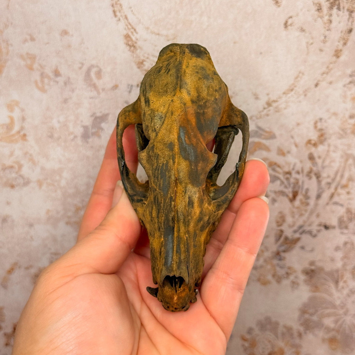 Rusted Patina'd Oppossum Skull - Gather Your Bones