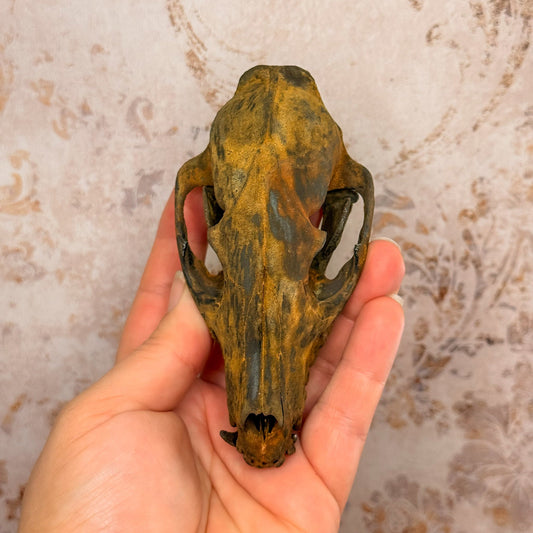 Rusted Patina'd Oppossum Skull - Gather Your Bones