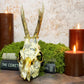 Spiderweb and Bat Roe Deer Skull - Gather Your Bones