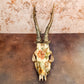 Vintage Floral & Birds Porcelain Style Roe Deer Skull- Wall Hanger Included - Gather Your Bones